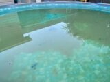 راه هایی ساده برای حذف جلبک از استخر شنا